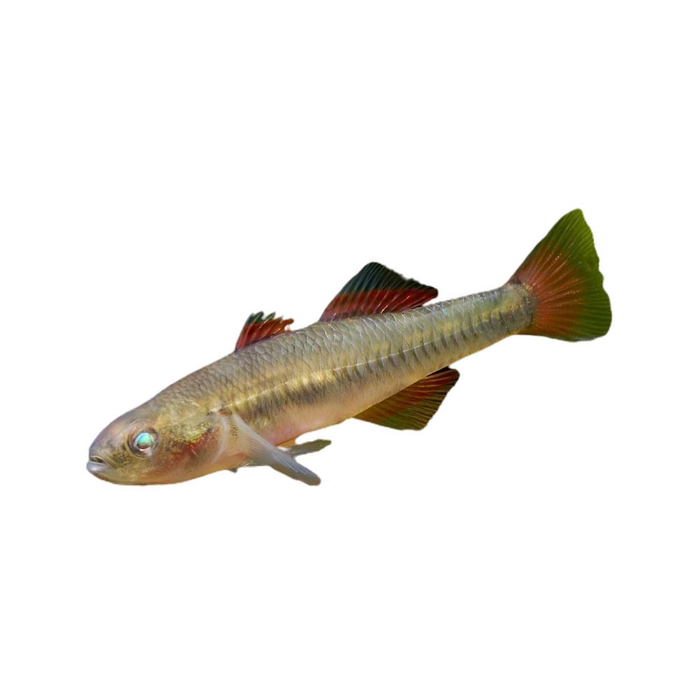 fire tail gudgeon