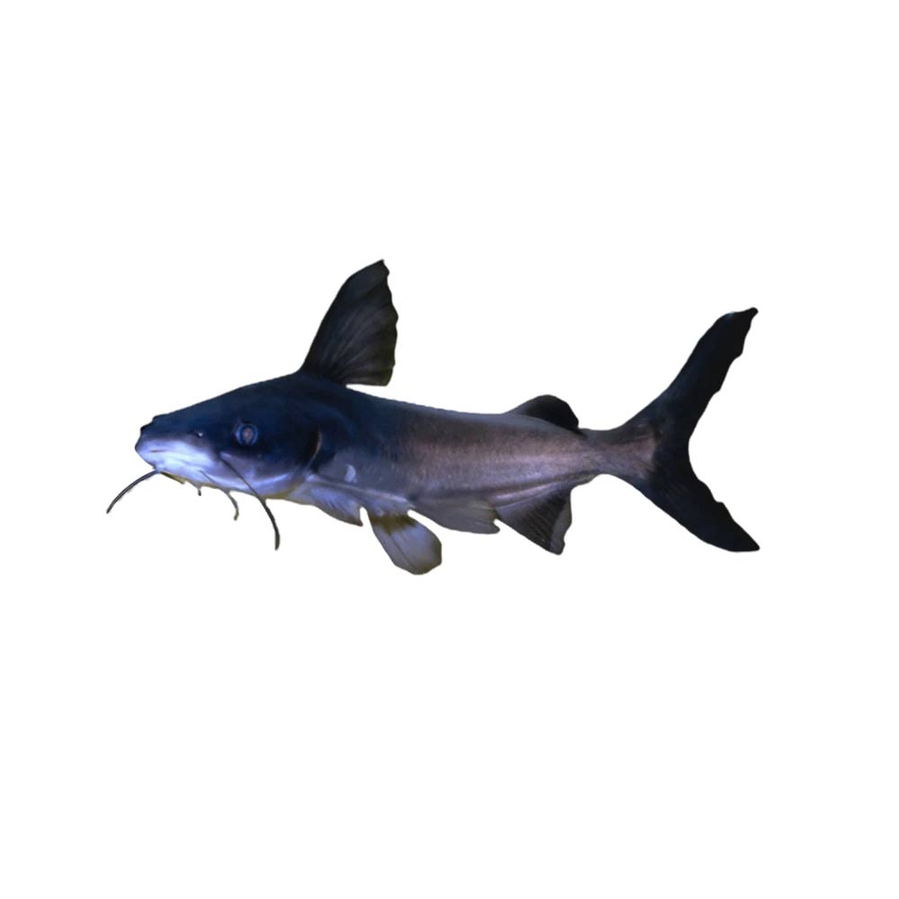 salmon tail catfish