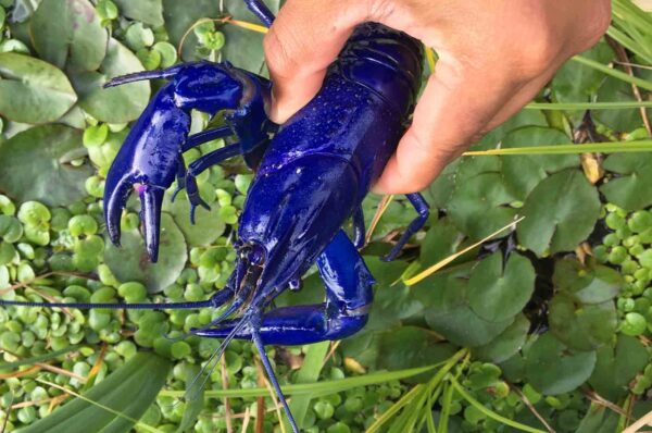 blue marron crayfish