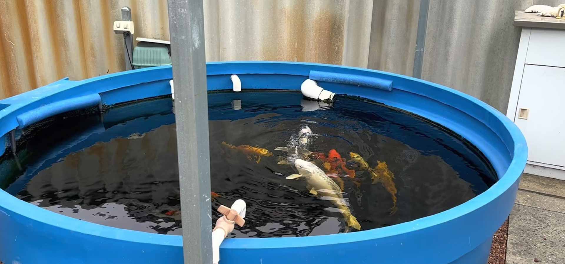 aquaponics gallery 2