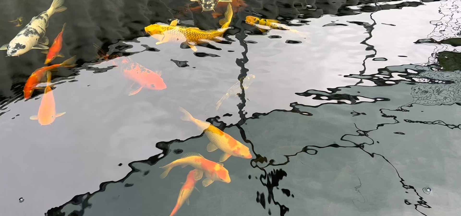 aquaponics gallery 3