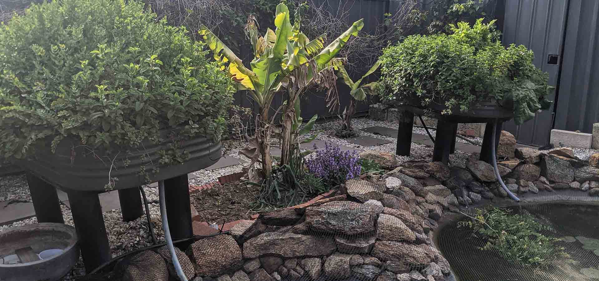 aquaponics gallery 4