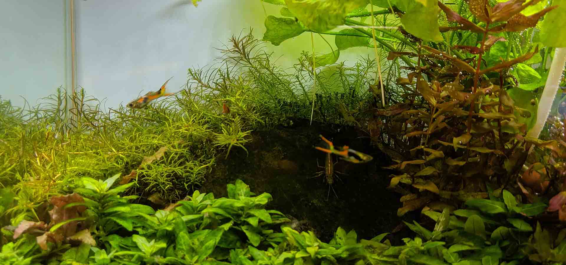 aquarium services work 2