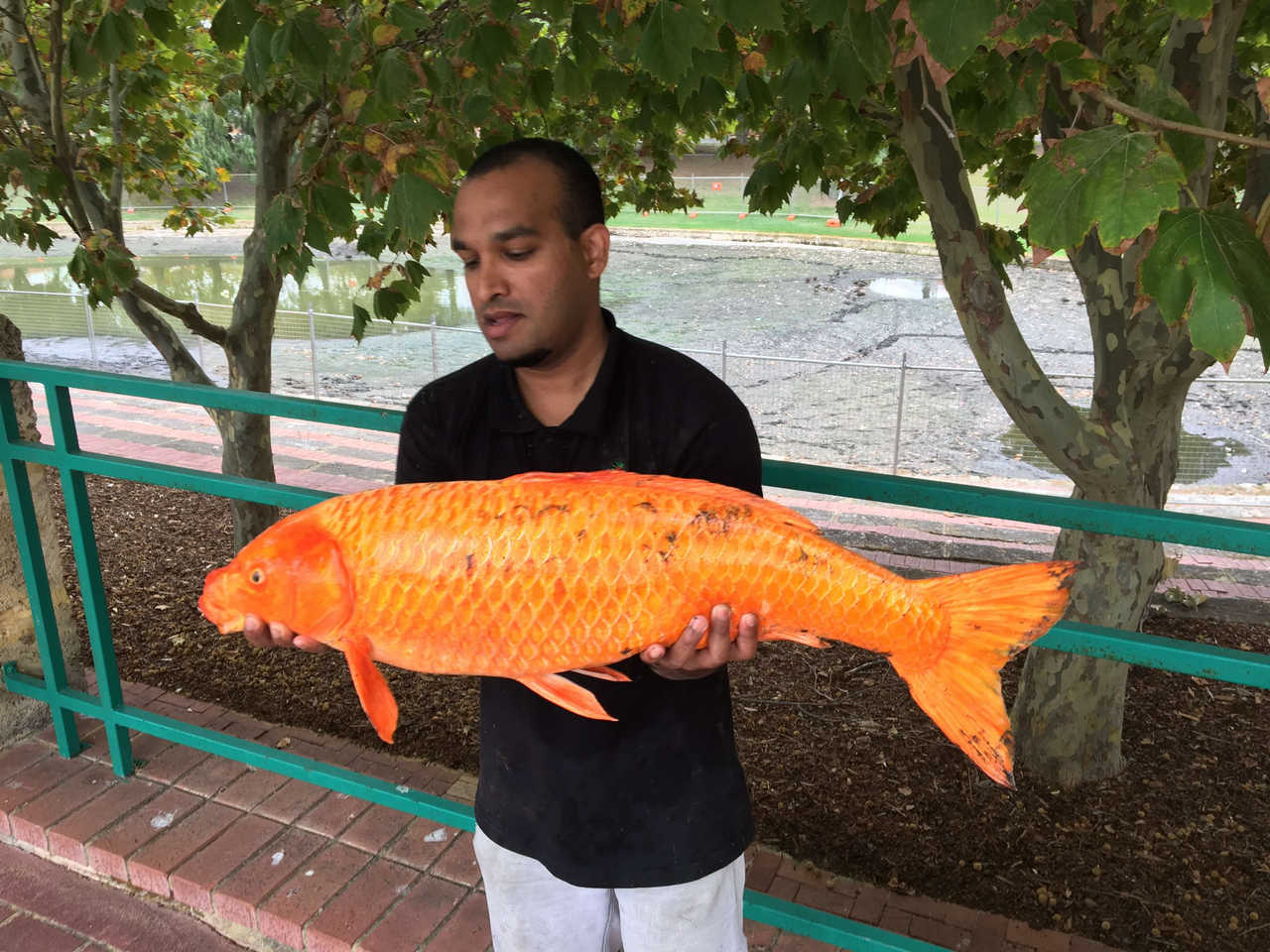 carp and goldfish 1