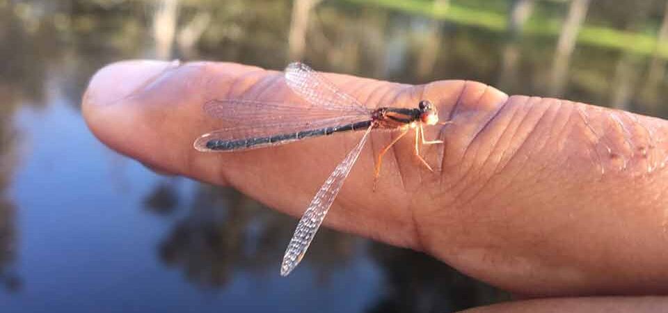 Native Fish & Macroinvertebrate Surveys 1