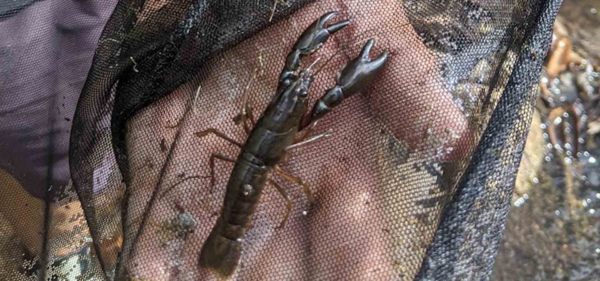 Native Fish & Macroinvertebrate Surveys 4