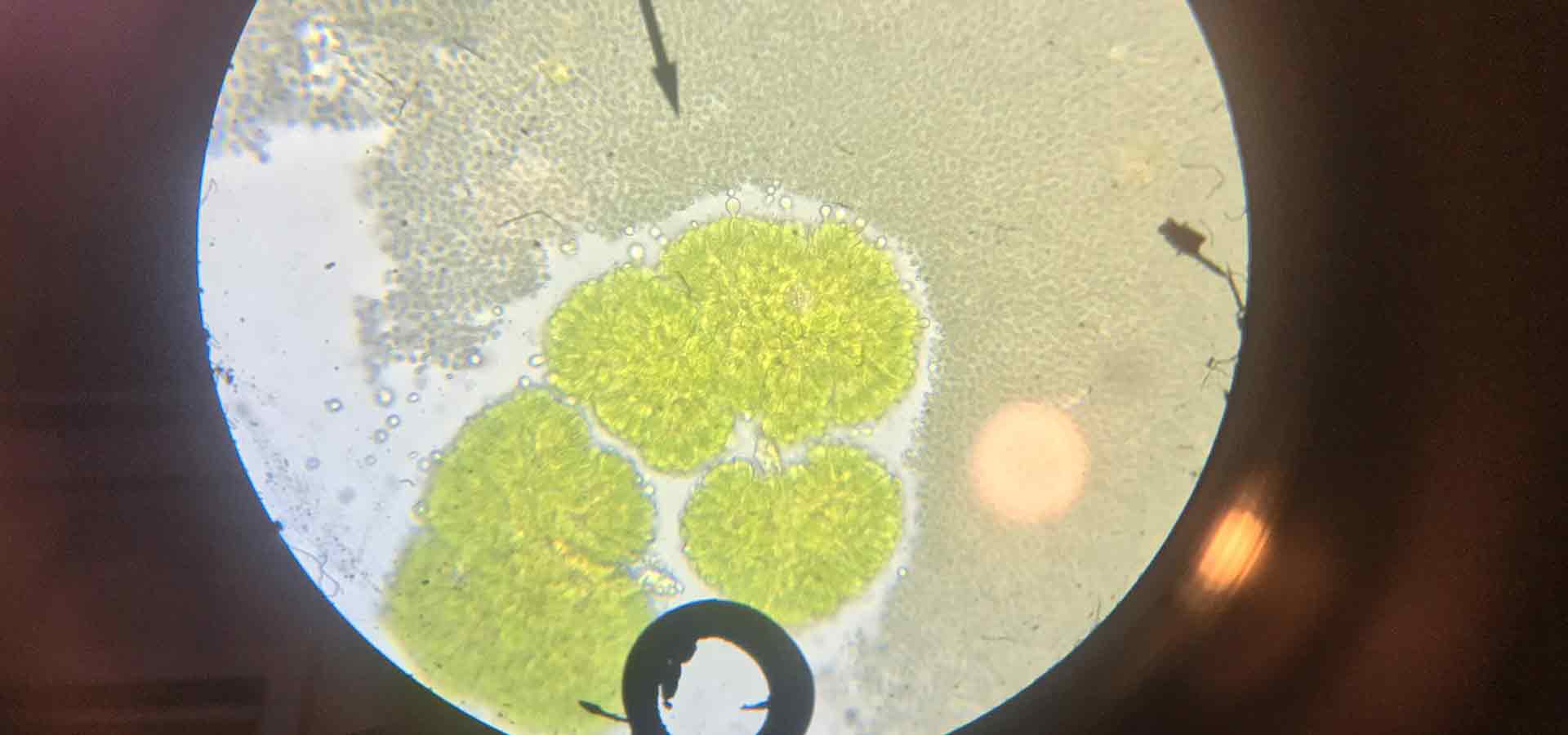 algae gallery 10