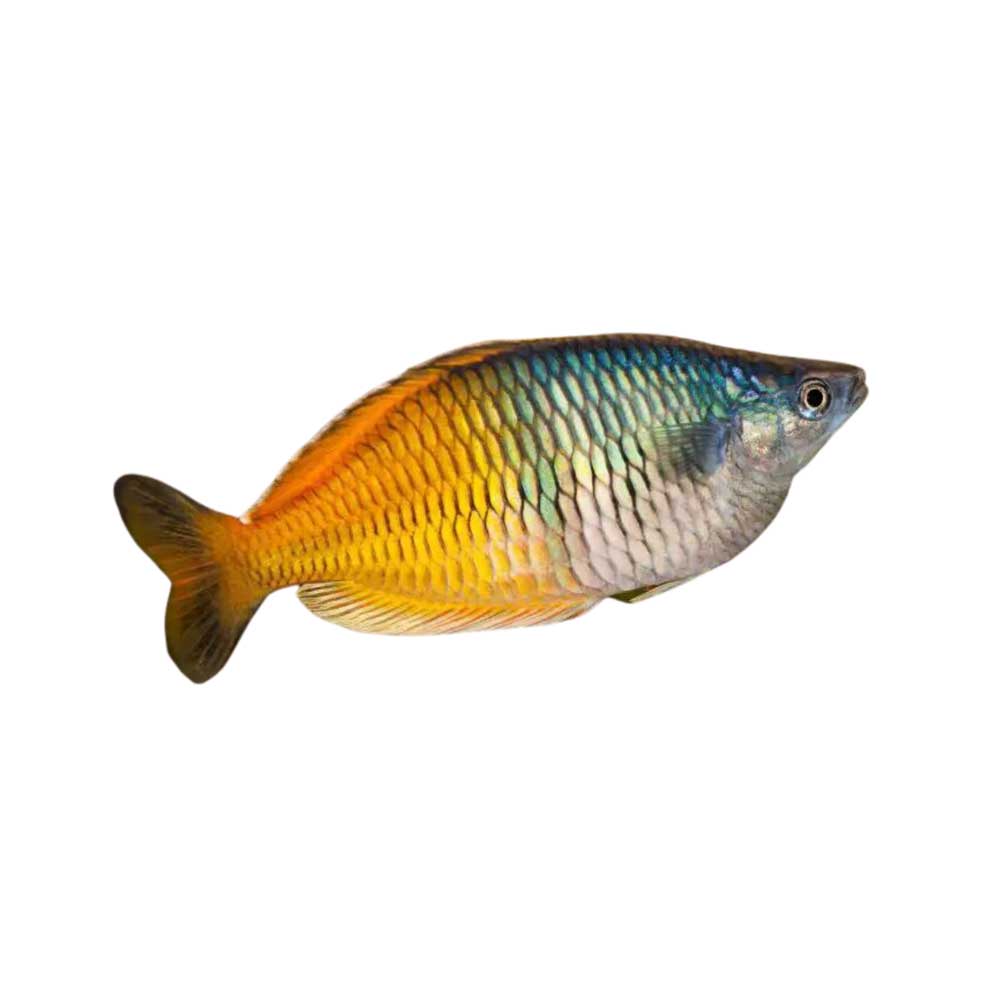 bosemani rainbowfish