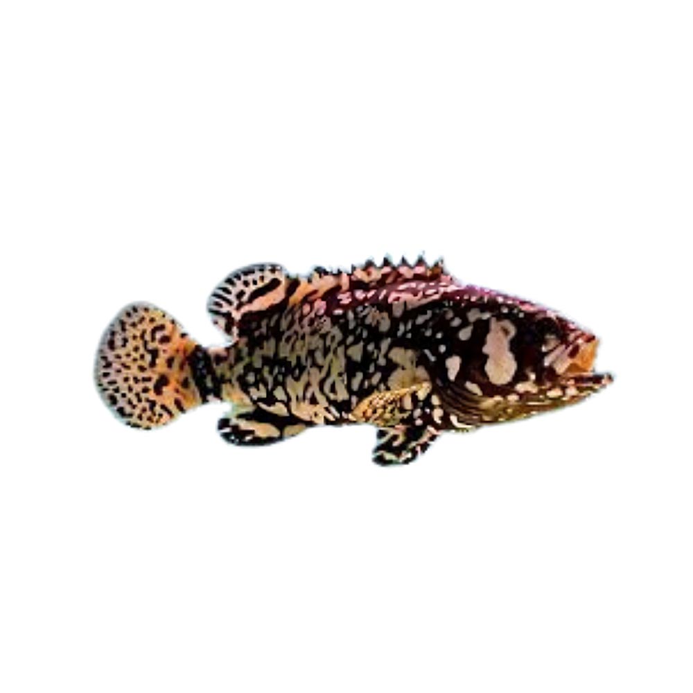 bumblee bee grouper