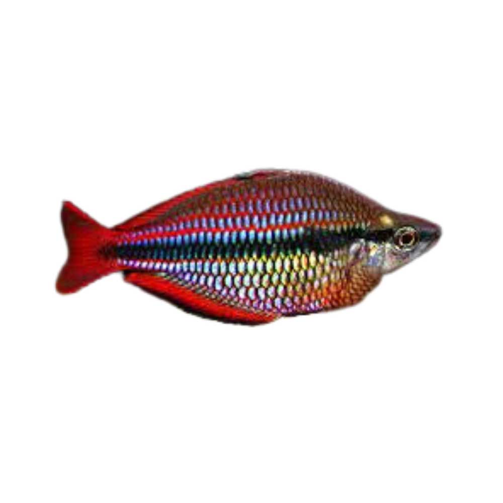 goyder river rainbowfish