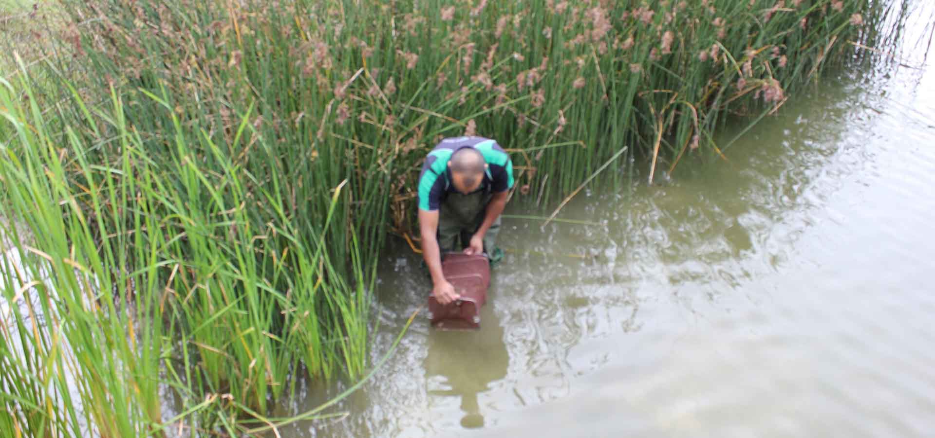 Native Fish & Macroinvertebrate Surveys 7