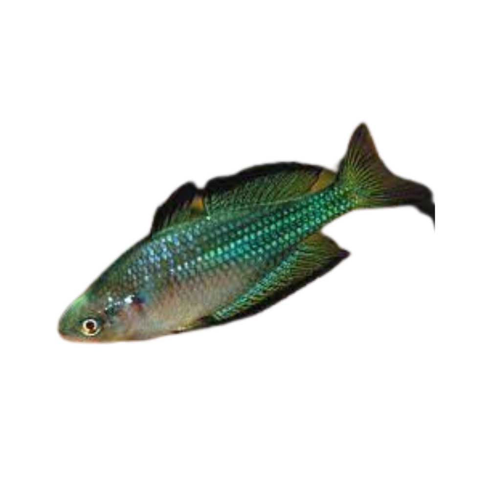 murray river rainbowfish