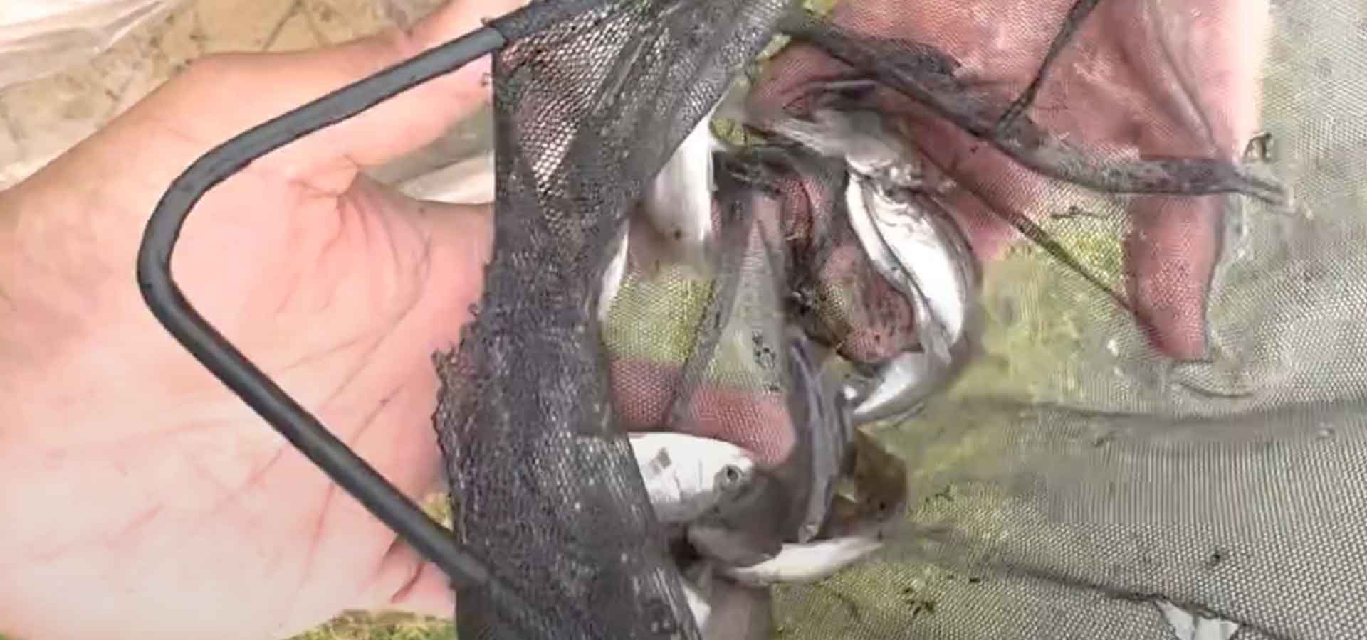 native fish restock gallery 3