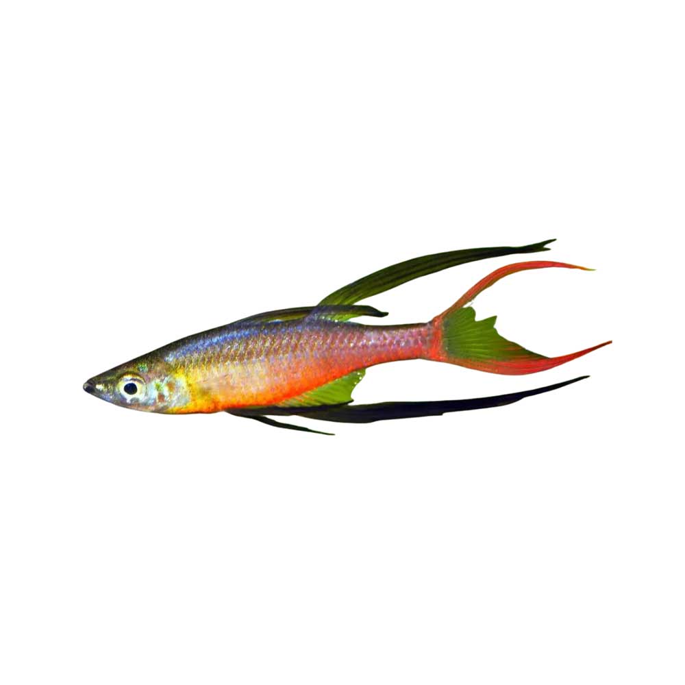 threadfin rainbowfish