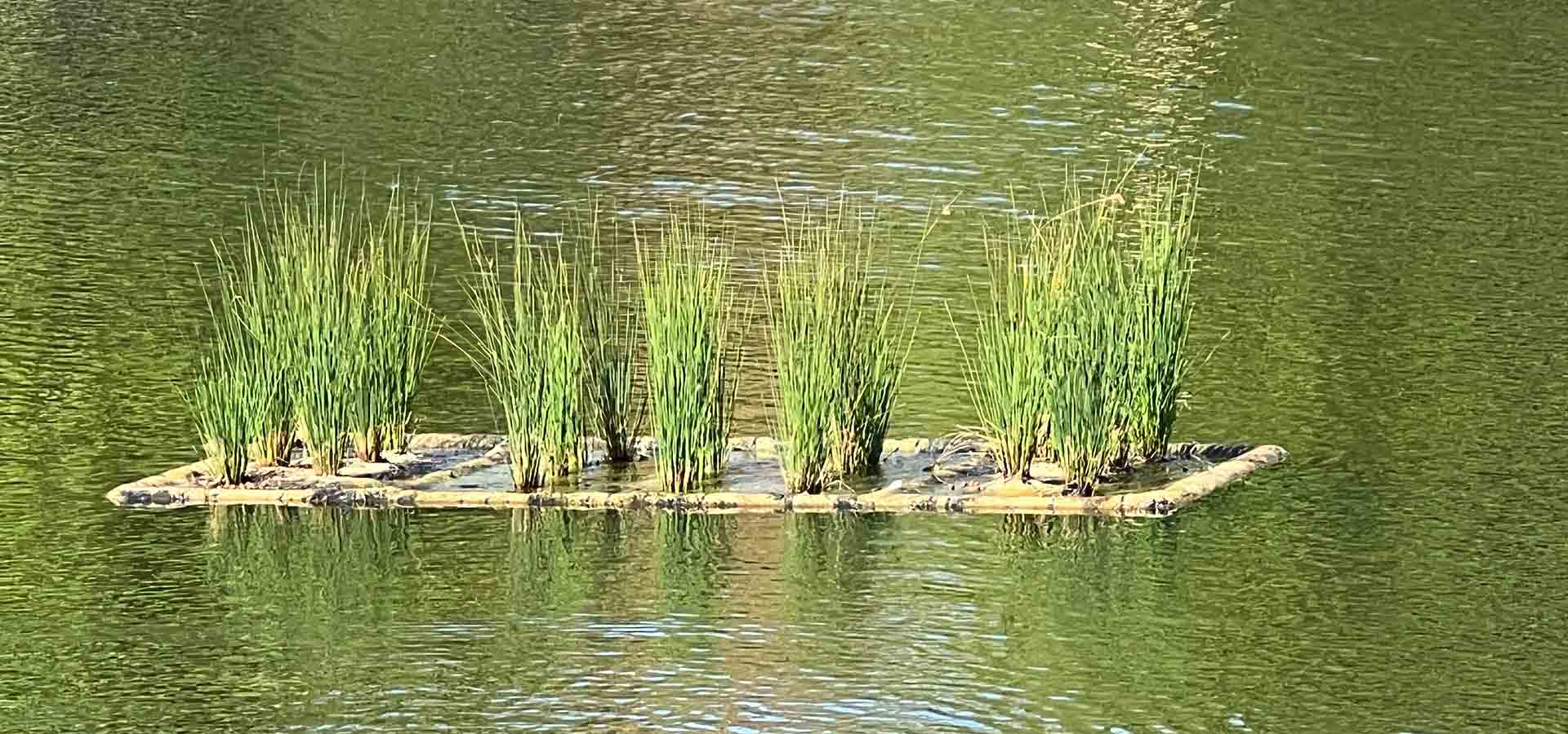 wetland panels