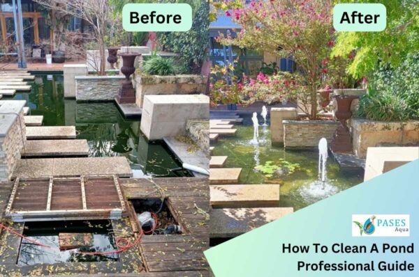 how to clean a pond professional guide