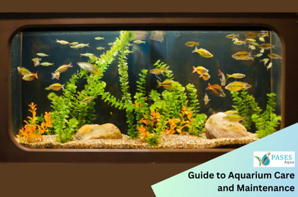 Aquarium Maintenance, Fish Tank Maintenance