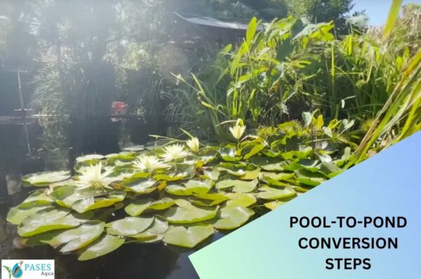Pool-to-pond-conversion-steps