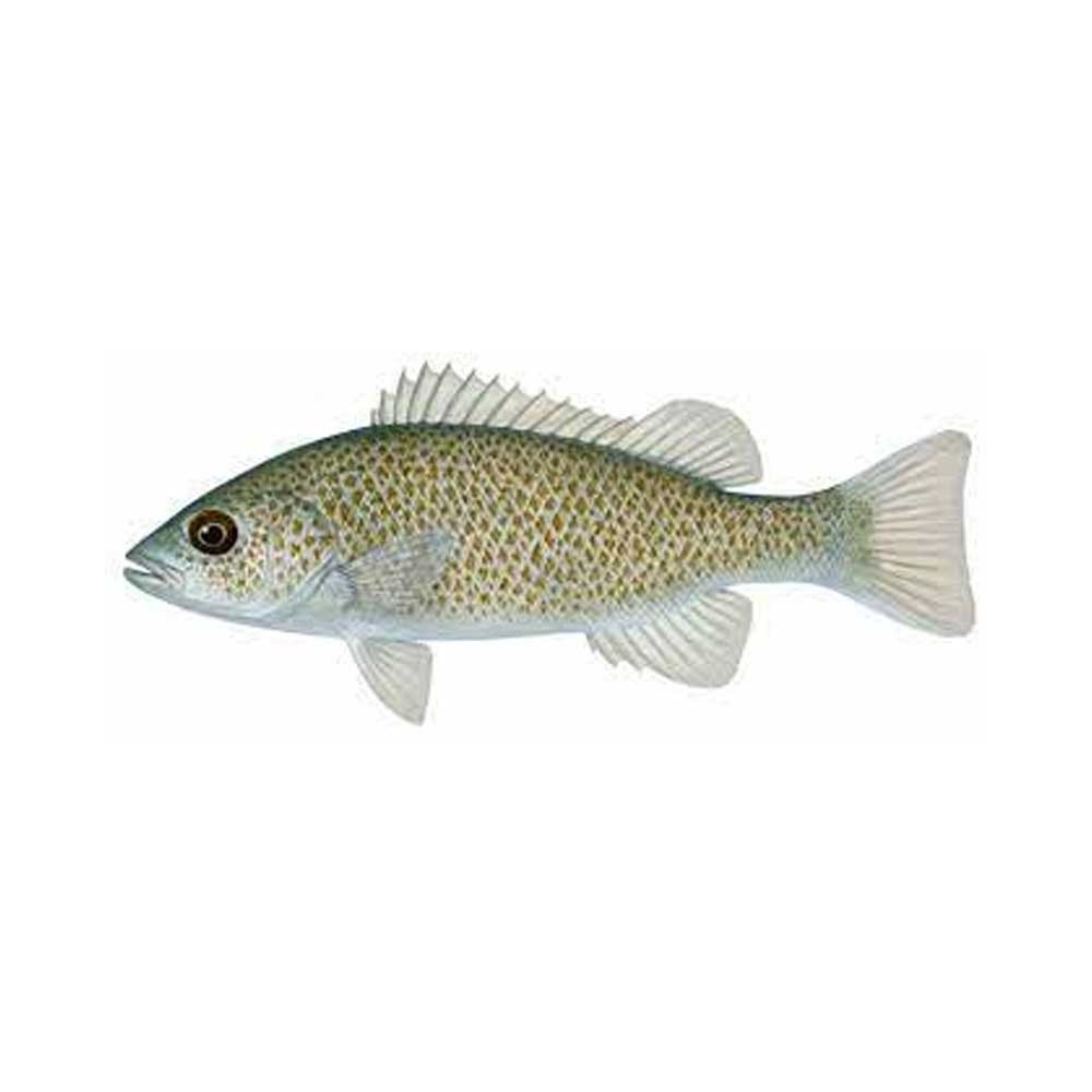 Spangled perch hybrid