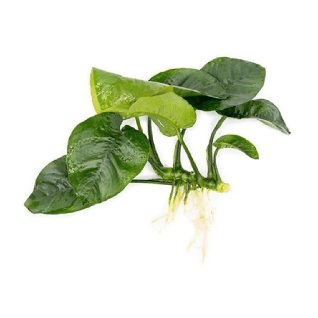 Anubias small