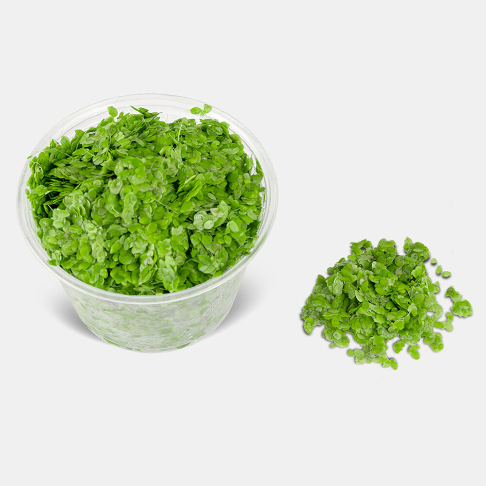 Duckweed Loose Per Serve
