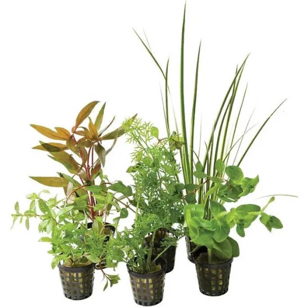 Aquarium plants (4Pack) IN STORE