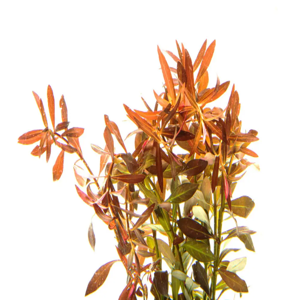 Ludwigia breiveps