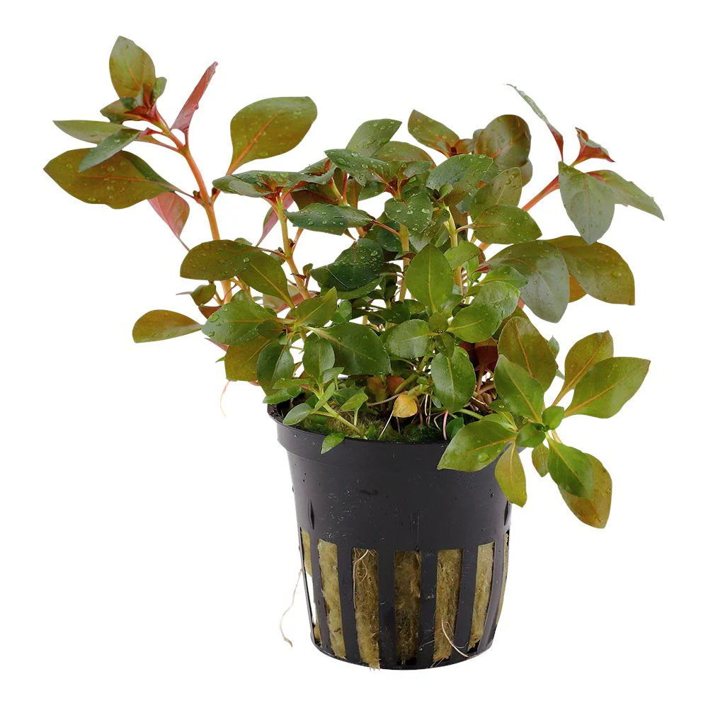 Ludwigia Red