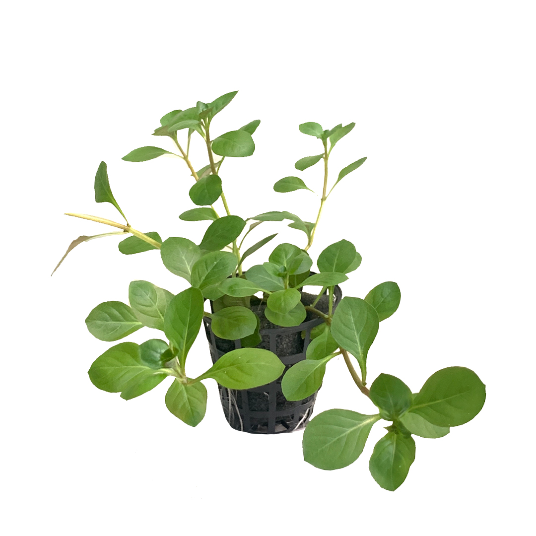 Ludwigia
