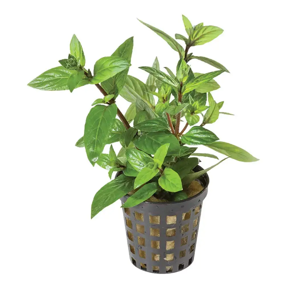 Staurogyne Repens
