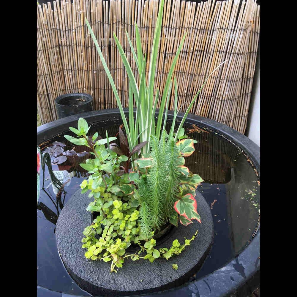 Floating Pond plant (Large)