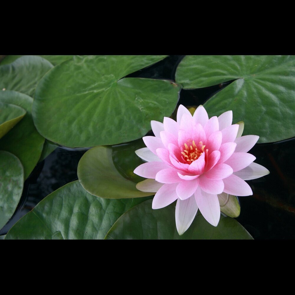 Water Lily Hardy - Premium (Wanvisa/Colorado)