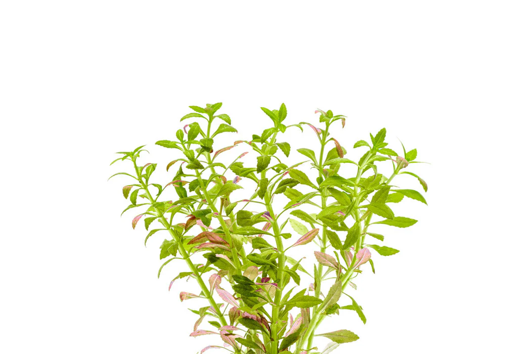 Limnophila aromatica