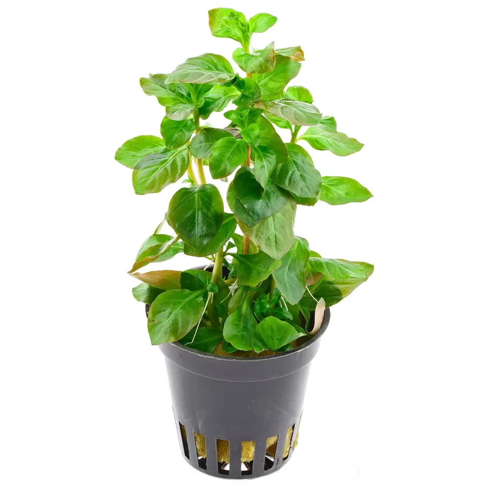 Ludwigia ovalis