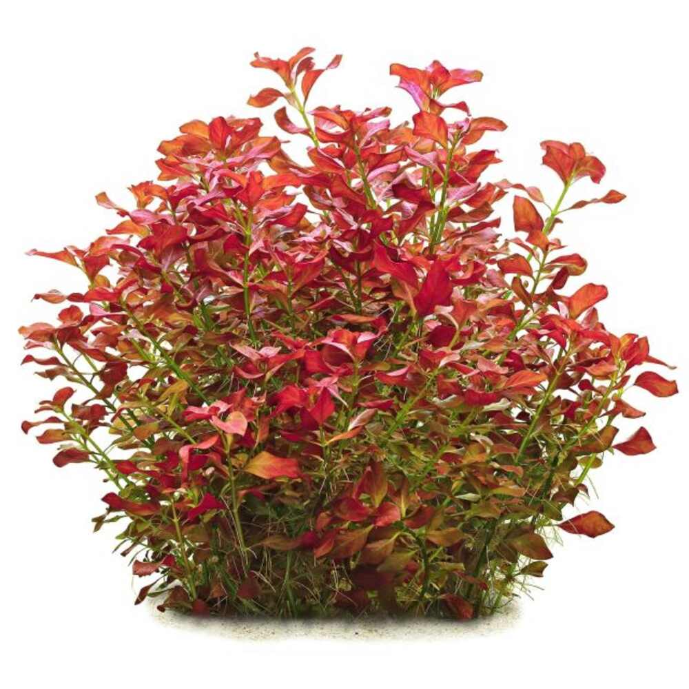 Ludwigia Super Red