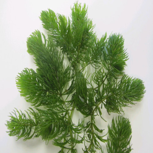 Hornwort Loose per serve