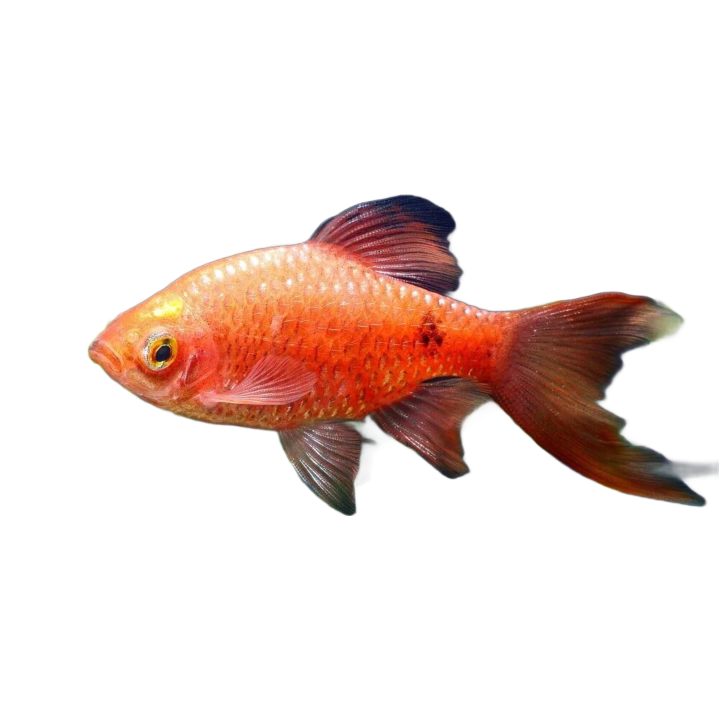 Rosy barb
