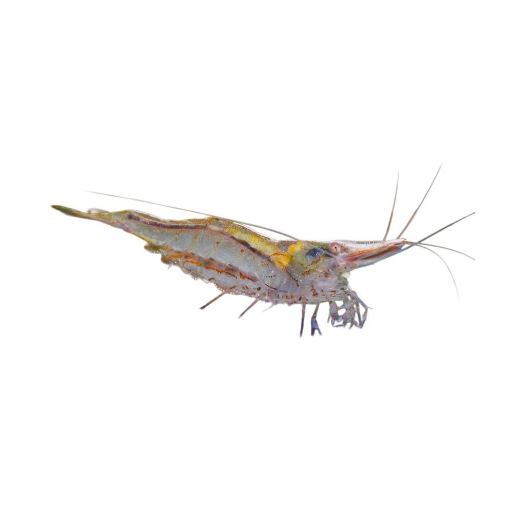 Darwin Algae Shrimp