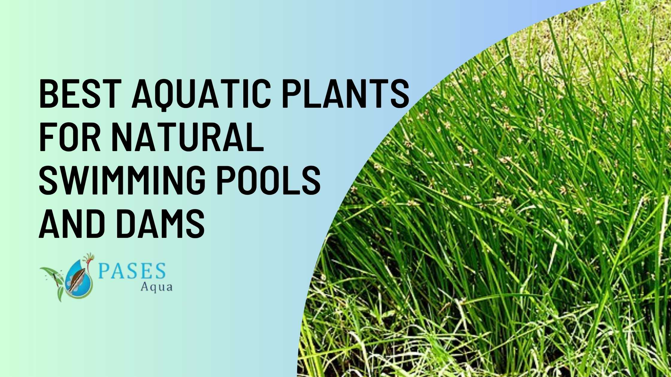 Best Aquatic Plants for Natural Swimming Pools In Australia 1