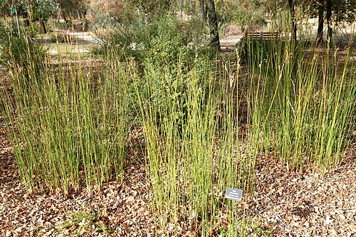 Juncus pallidus McConnell Arboretum Botanical Gardens DSC03006