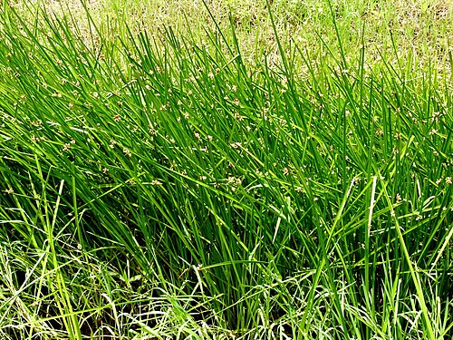 Schoenop mucron 200305 P9003264 punc