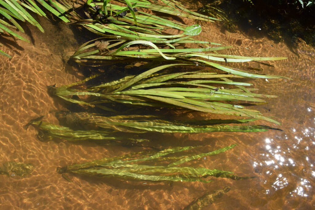 Vallisneria americana UMFS 3