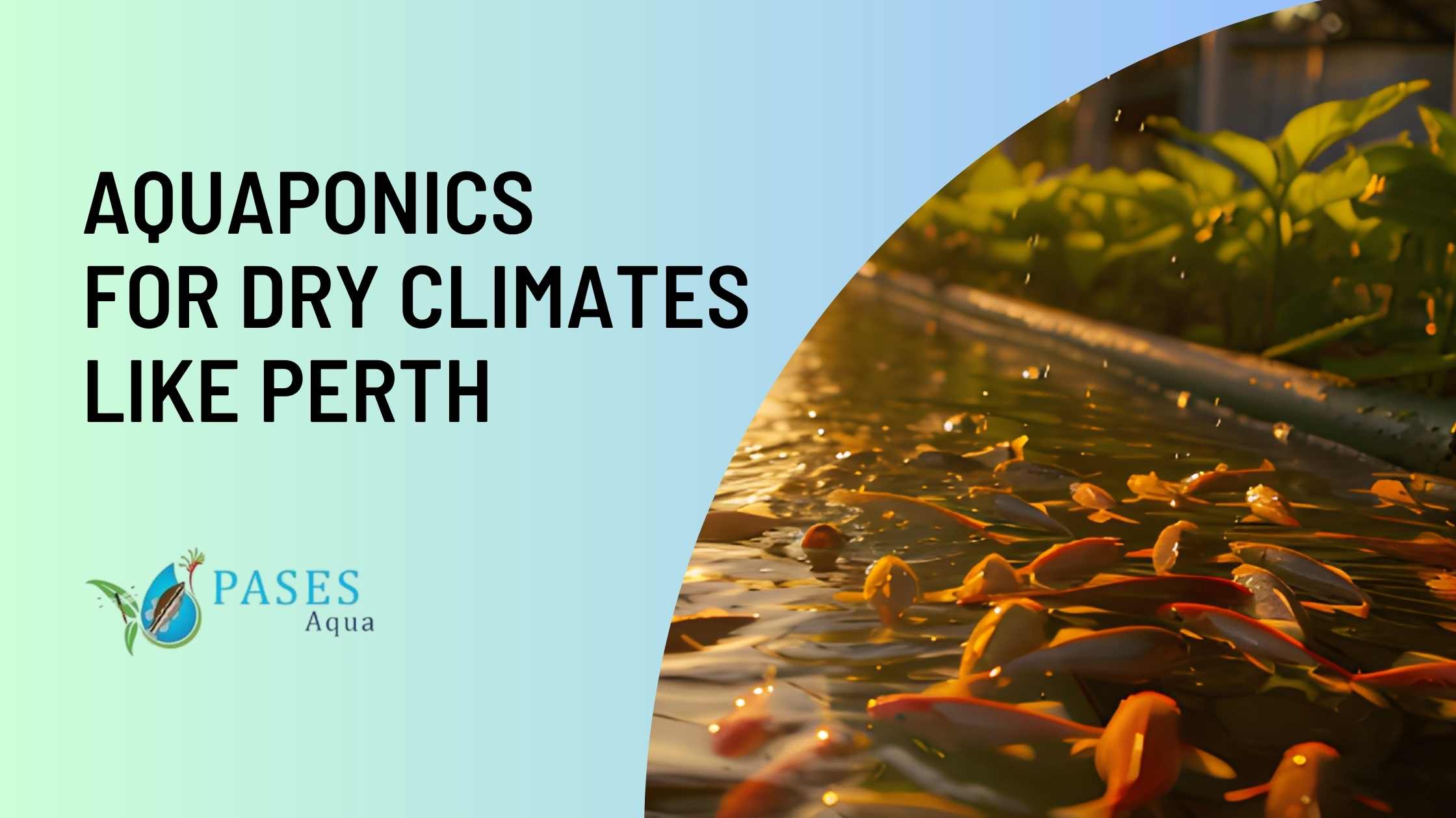 Aquaponics for Dry Climates Like Perth