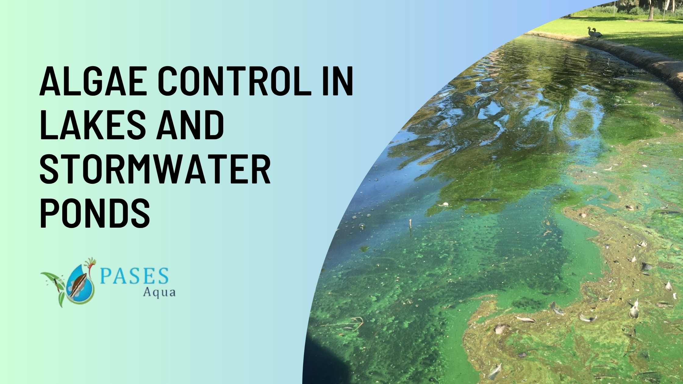 Algae Control in Lakes and Stormwater Ponds