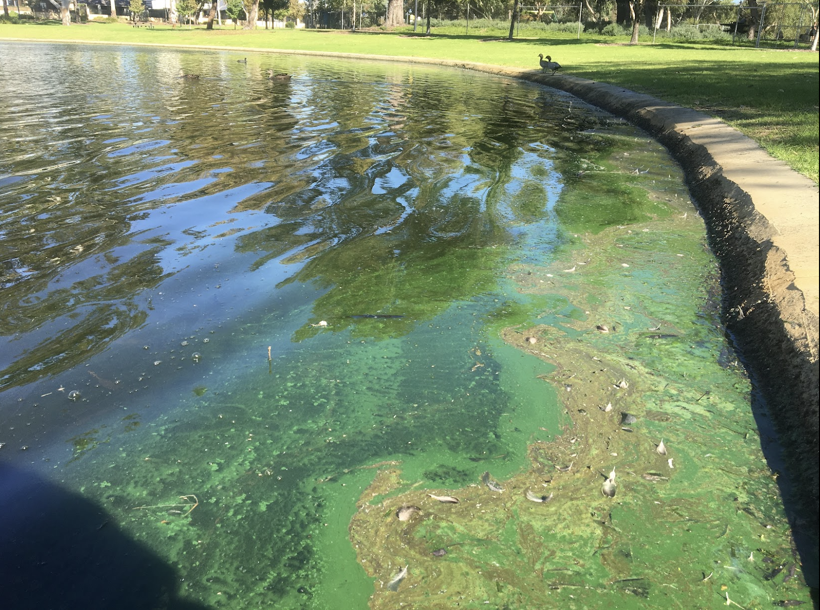 Blue-Green Algae (Cyanobacteria)