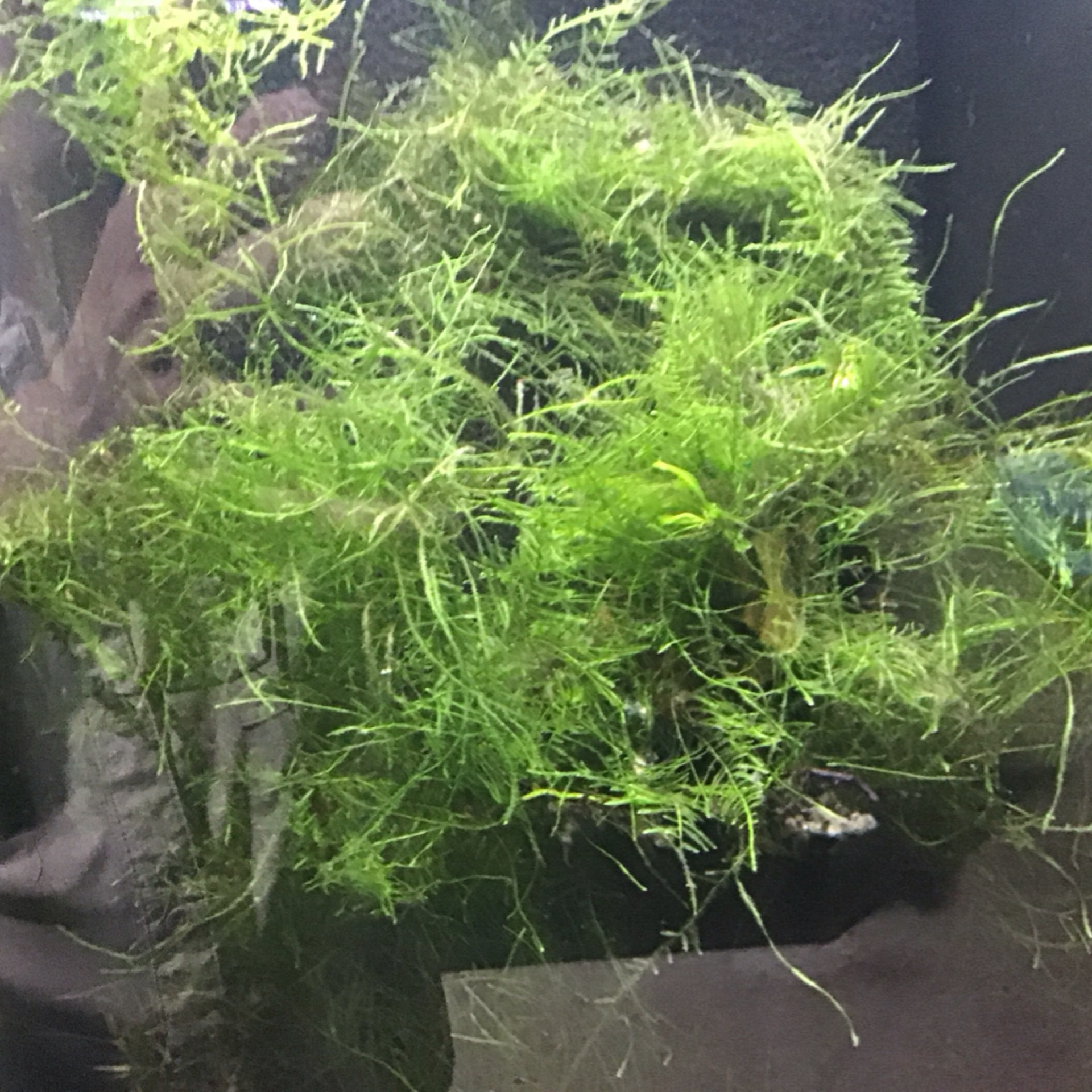 Java Moss - per serve (2” Net)